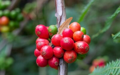 コーヒーのはじまり