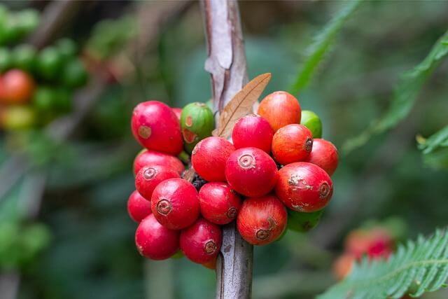 coffee-flowers-gf985dc500_640