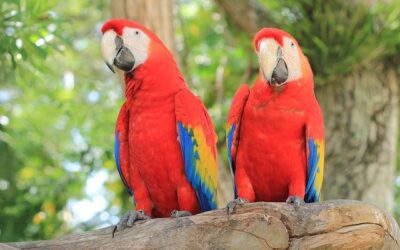 コーヒーの国と言えば